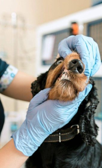E_dos_Bichos_Clinica_Veterinaria_Campinas_Tartarec