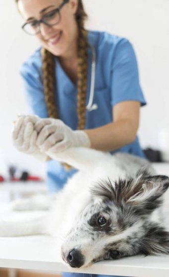 E_dos_Bichos_Clinica_Veterinaria_Campinas_Ficioterapia