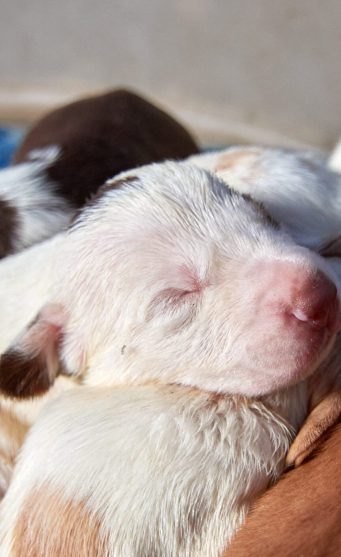 E_dos_Bichos_Clinica_Veterinaria_Campinas_filhote
