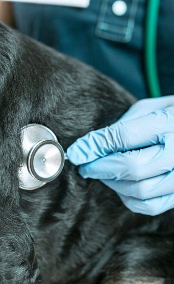 E_dos_Bichos_Clinica_Veterinaria_Campinas_Esteto